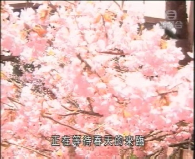 正在等待春天的來臨