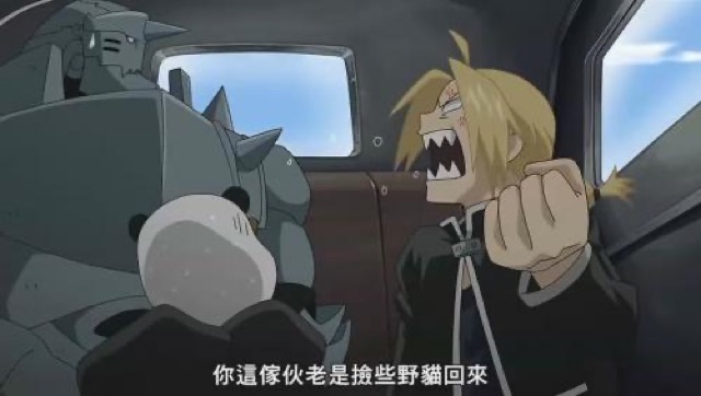 你這傢伙老是撿些野貓回來