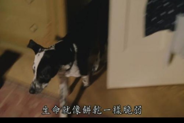 生命就像餅乾一樣脆弱