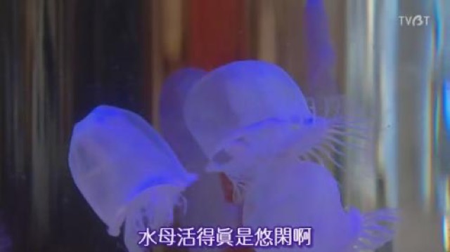 水母活得真是悠閒啊